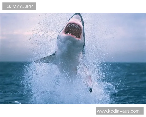 勇敢者的挑战真人骑鲨鱼探秘海洋深处的惊险与奇观